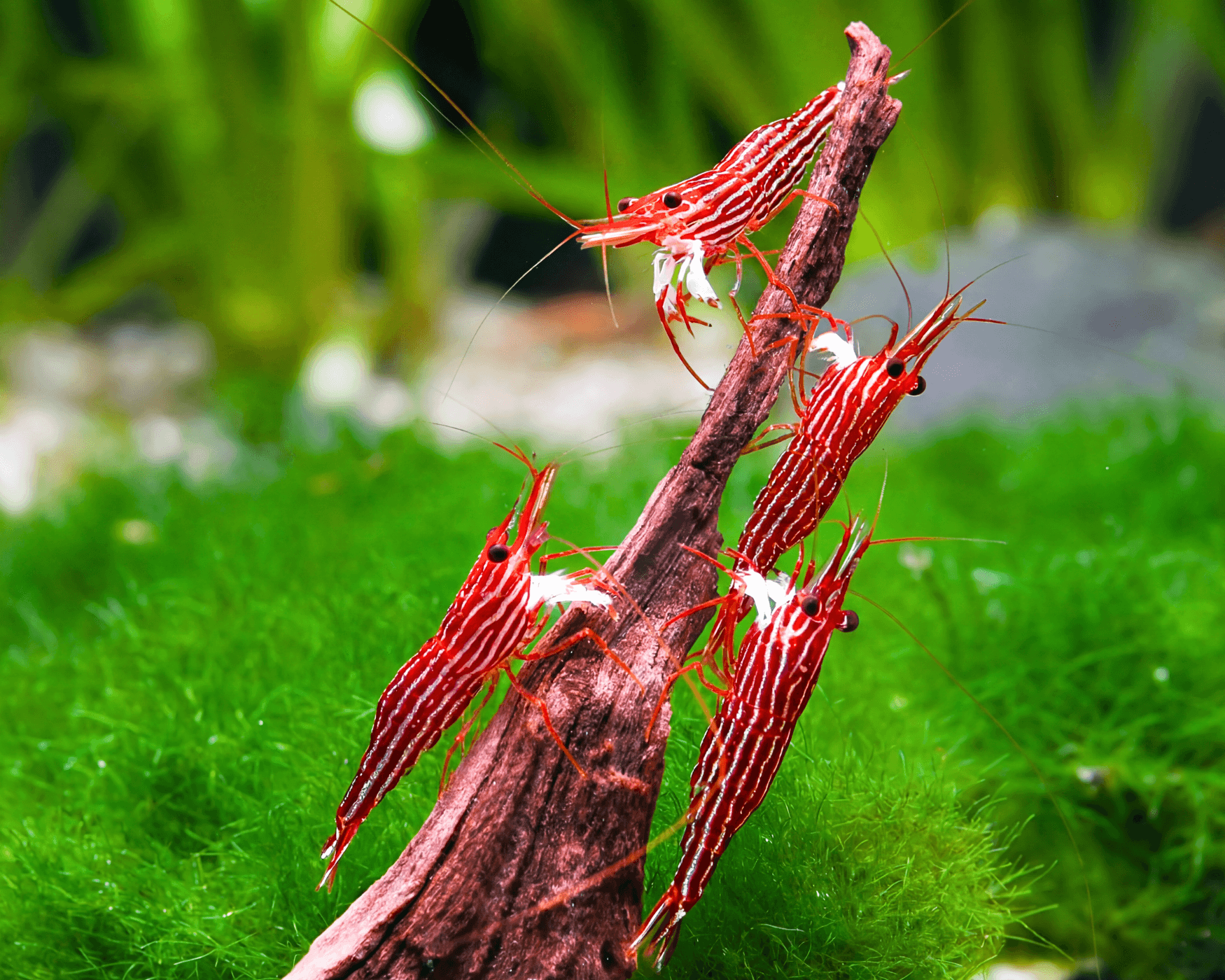 Caridina striata: The Sulawesi Mantano Red Line Shrimp